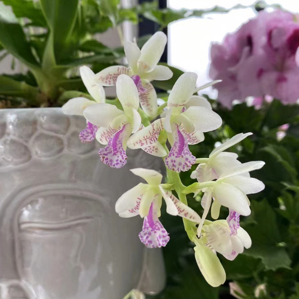 【大叶风兰】（清香型）  素中带紫、幽香典雅美观精选