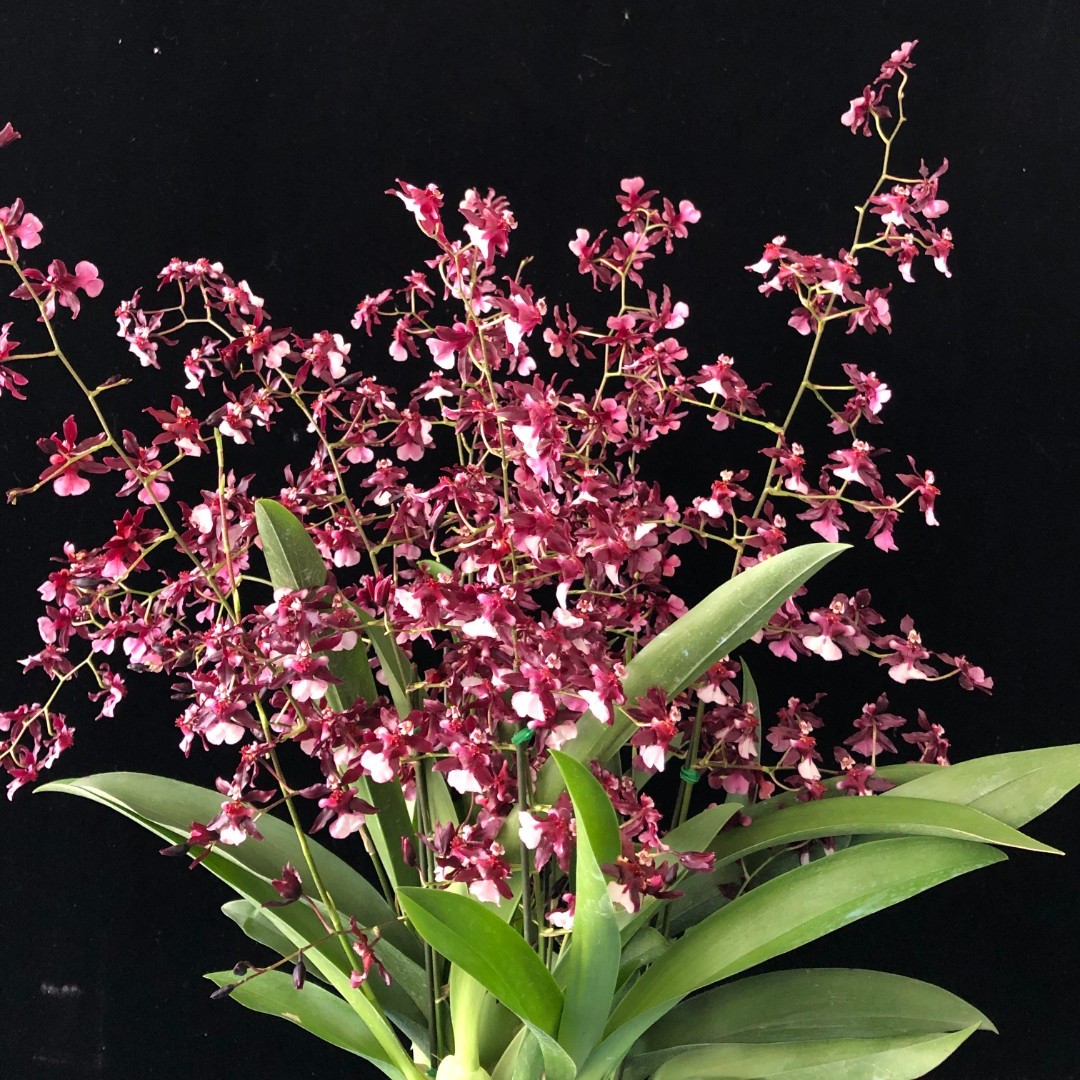 泰国香水（巧克力香味）花总体呈暗红色