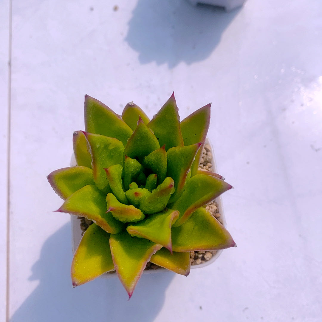 多肉植物口红含盆满8.8元包邮