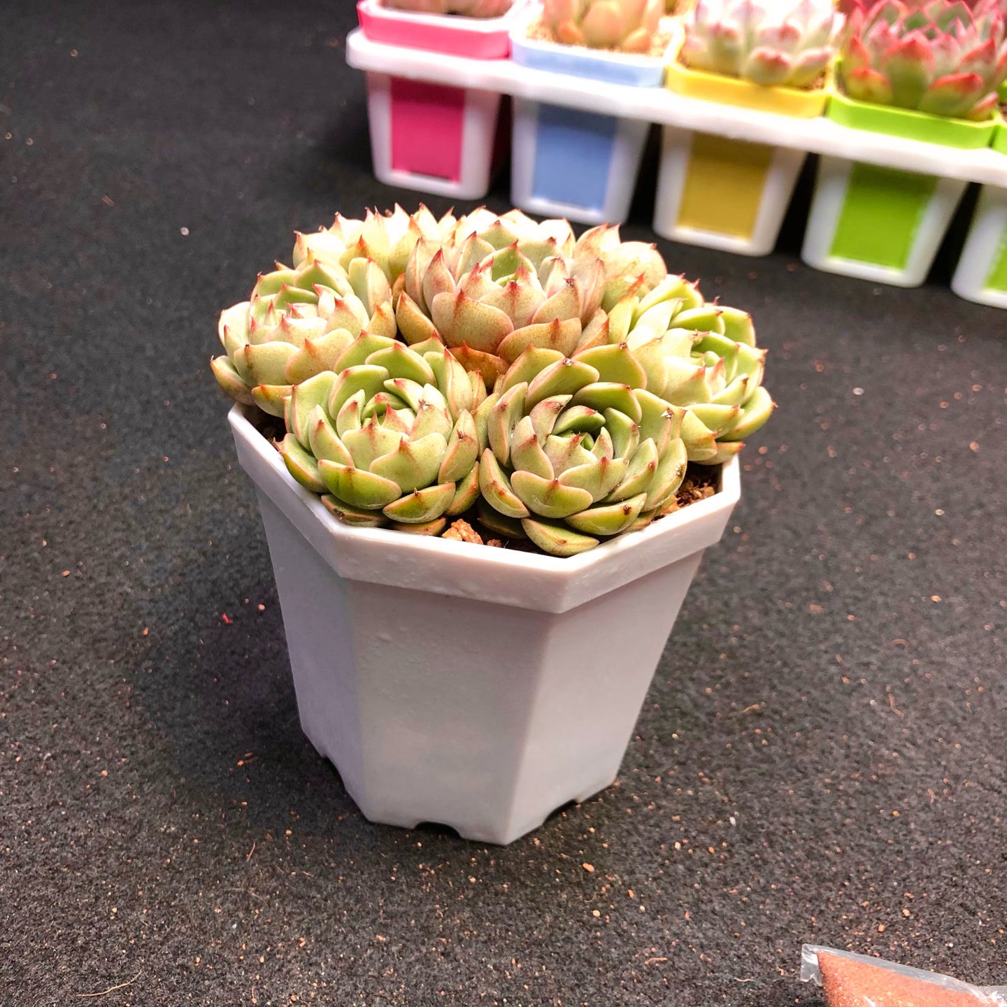 多肉植物组八笨吧迪斯送八角盆土