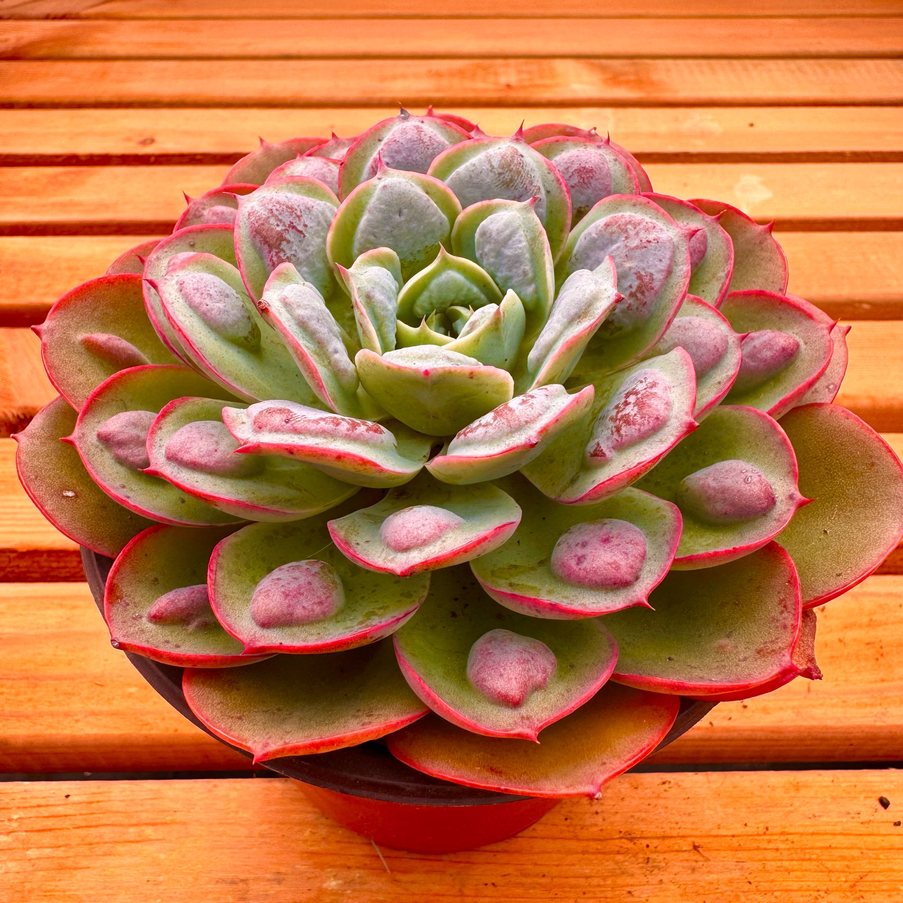 y多肉植物雨滴新品容易养活