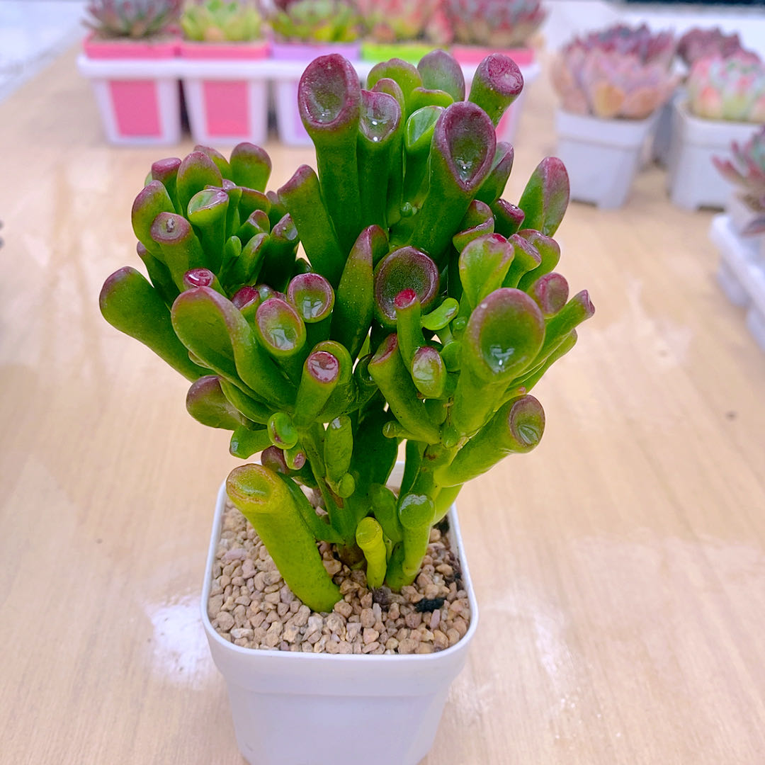  多肉植物32吸才树送盆包邮