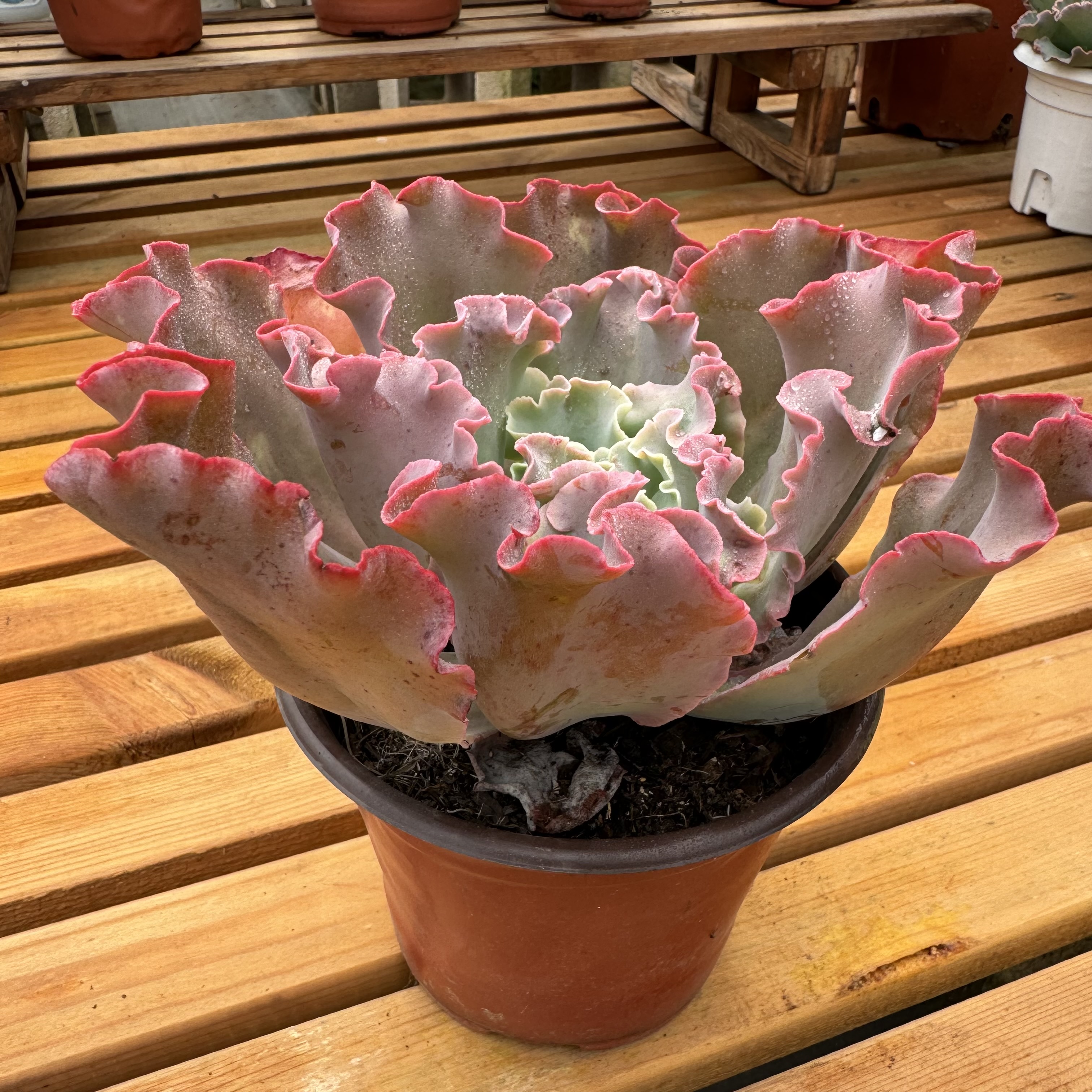 y多肉植物  高沙之翁  新品容易养活  15厘米左右