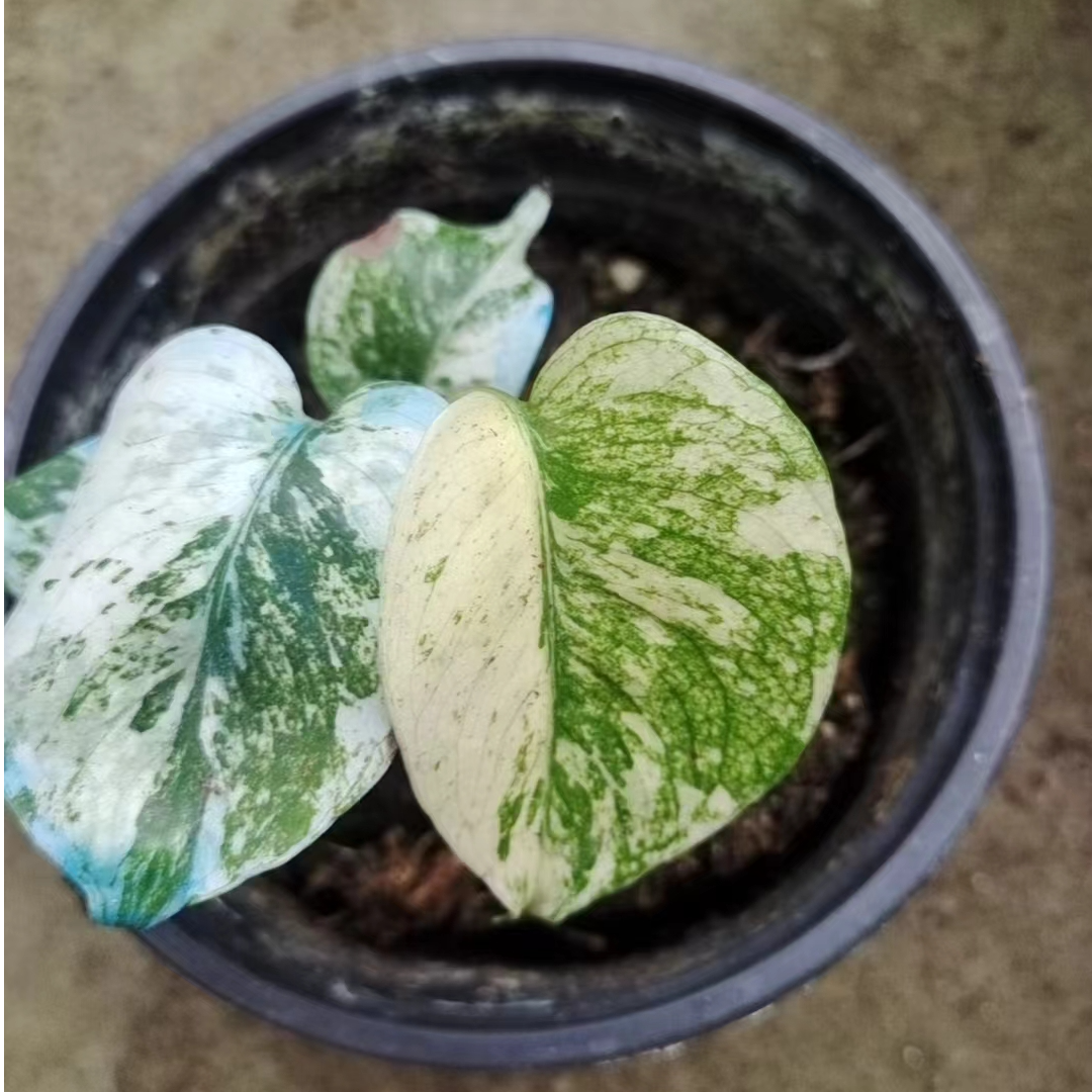 高品质白怪兽锦龟背竹小苗一物一拍