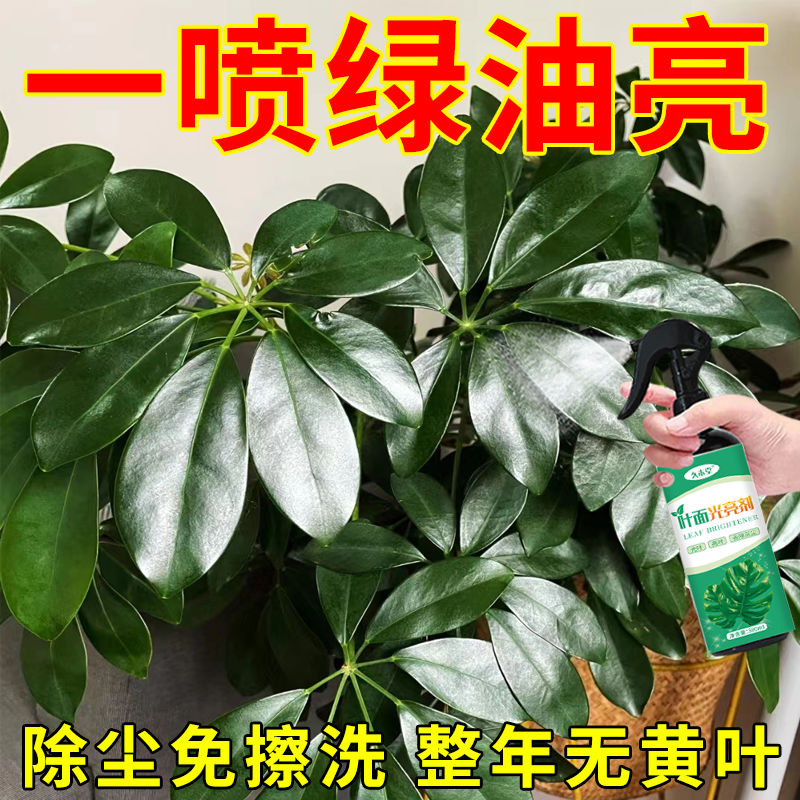 绿油亮】植物叶面光亮剂叶面喷施营养液叶面一喷净防黄叶虫叶面肥