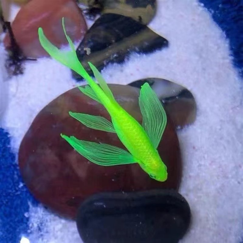 高端混色碟翼蝶翼长尾斑马鱼观赏鱼热带鱼活体鱼