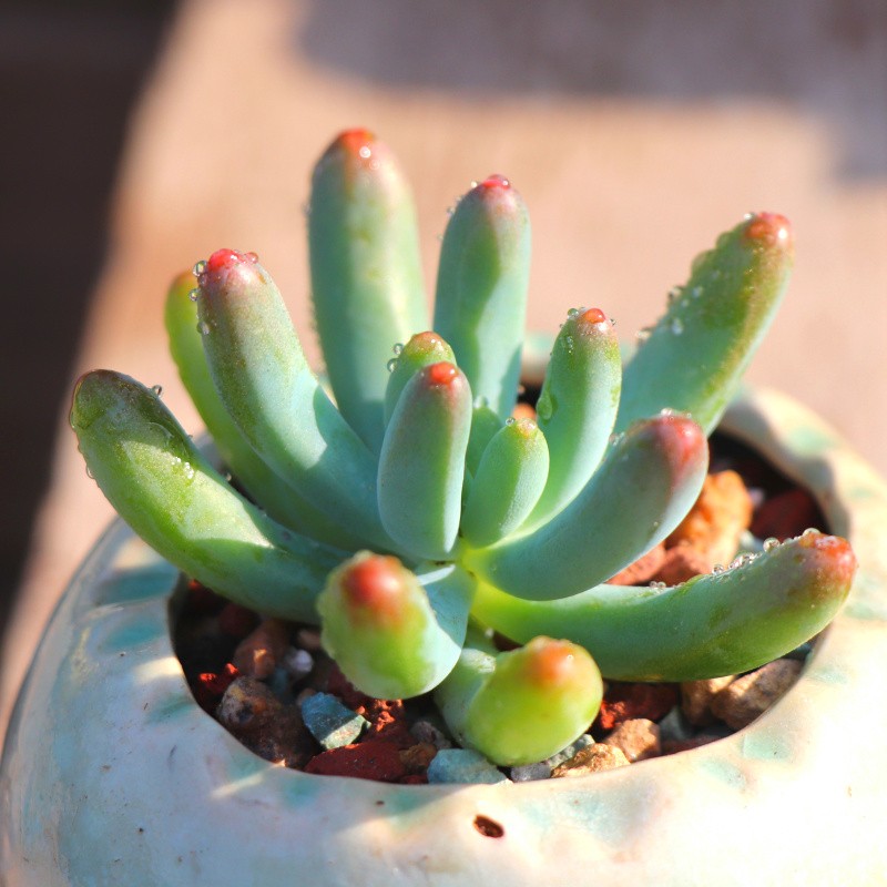 多肉【乙女心】穴盘苗 满9.9包邮发货 颜色会有变化