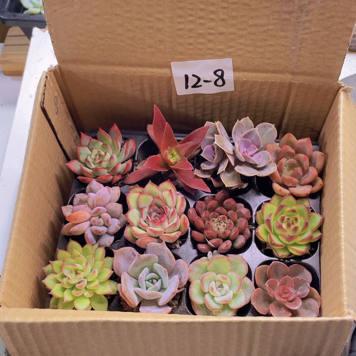 【闪购商品】12颗-8