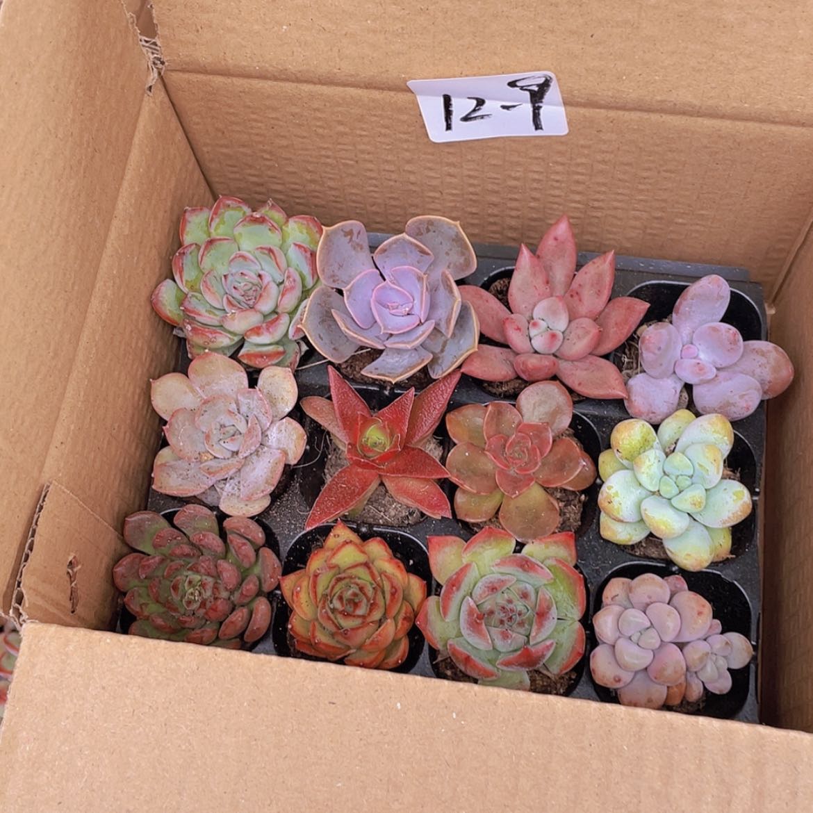 【闪购商品】12颗-9