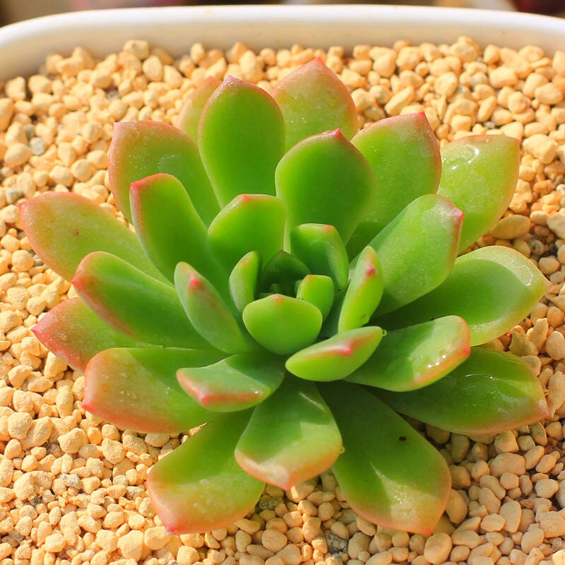 多肉【马库斯】满9.9元包邮发货 以直播间实物为准 颜色会变化