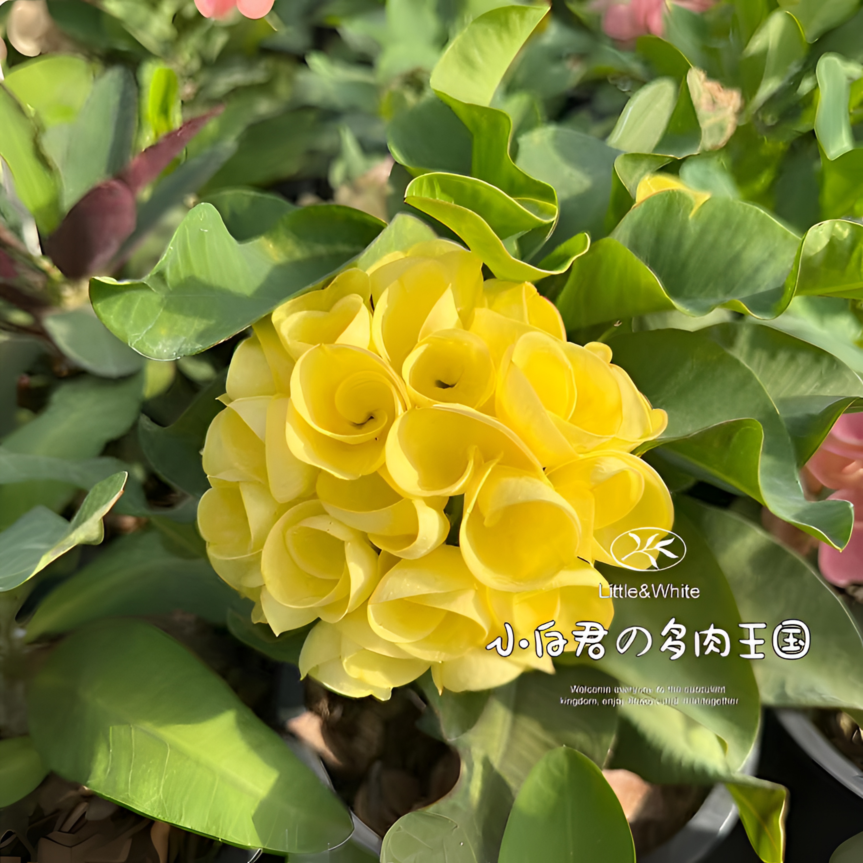 (金色相框)-新品泰国进口虎刺梅大戟科多肉植物【小白君の多肉王国】