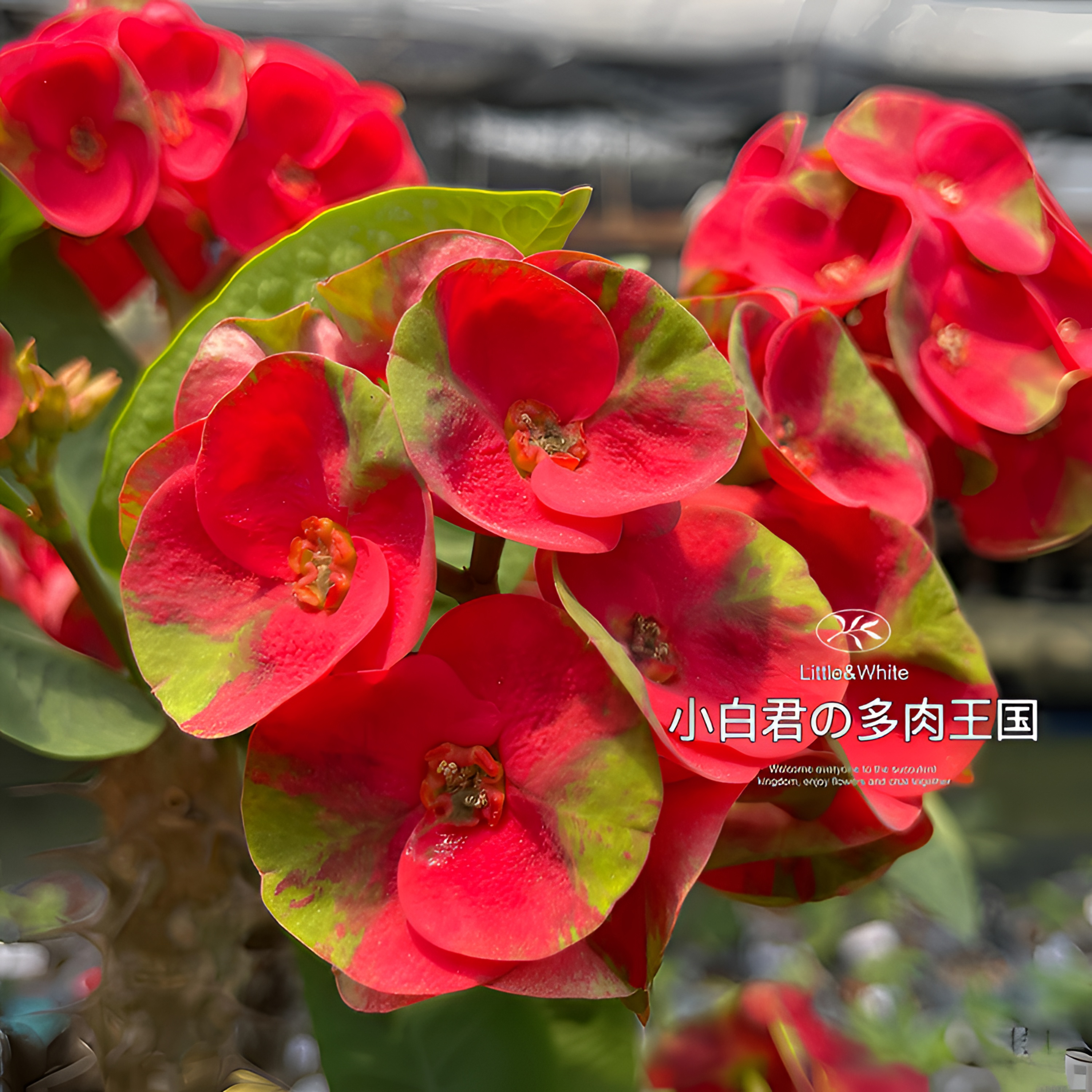(红百万)-新品泰国进口虎刺梅多肉植物小苗【小白君の多肉王国】