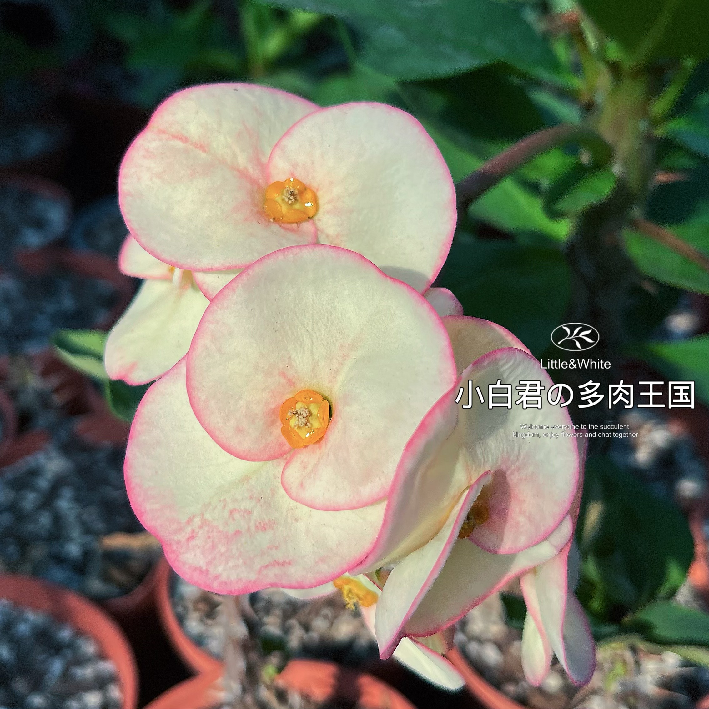 (伊丽莎白)-新品泰国进口虎刺梅多肉植物【小白君の多肉王国】