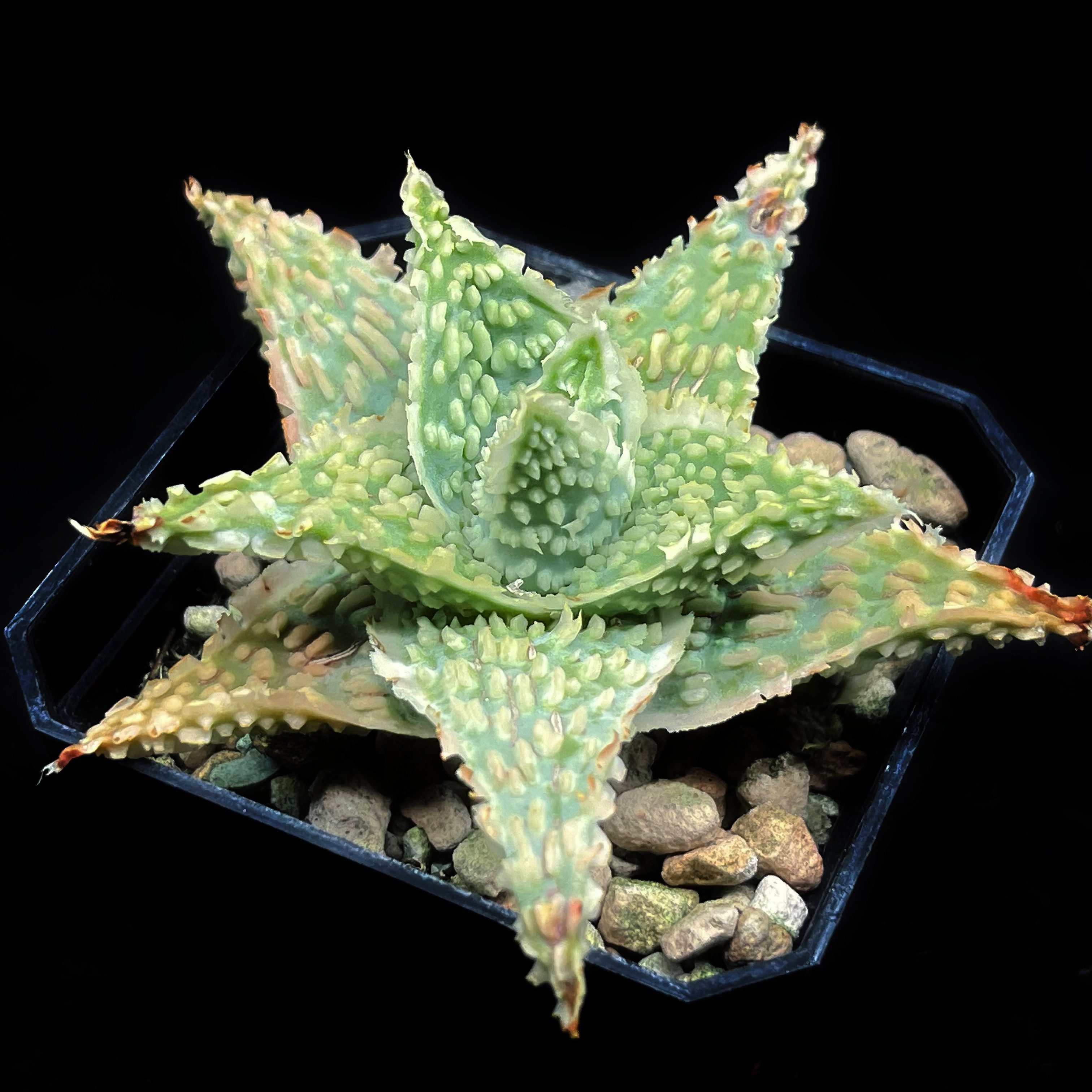 实生园艺芦荟带根沙漠多肉植物-薄荷白粗优【小白君の多肉王国】