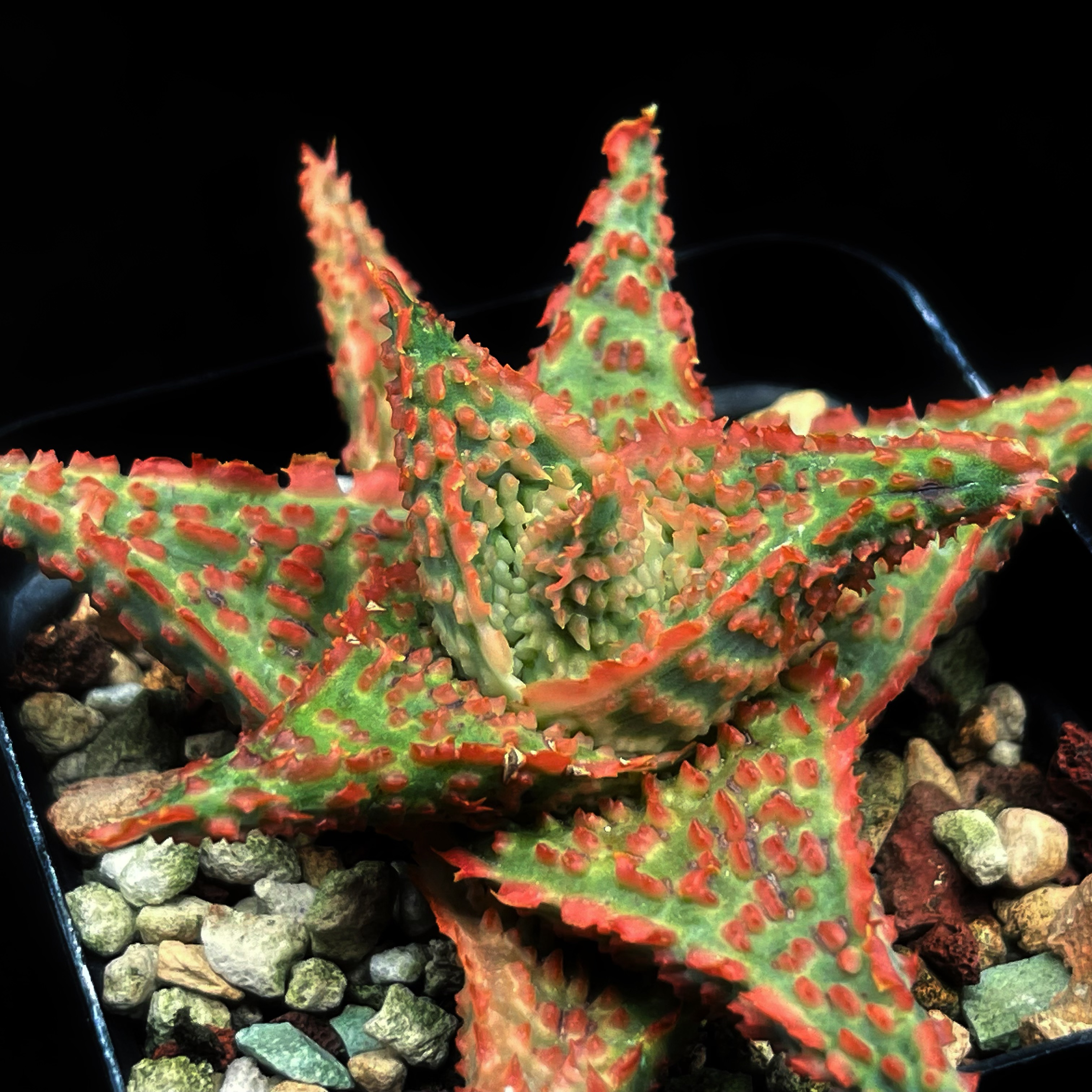 实生园艺芦荟带根沙漠多肉植物-绿底粗颗粒【小白君の多肉王国】