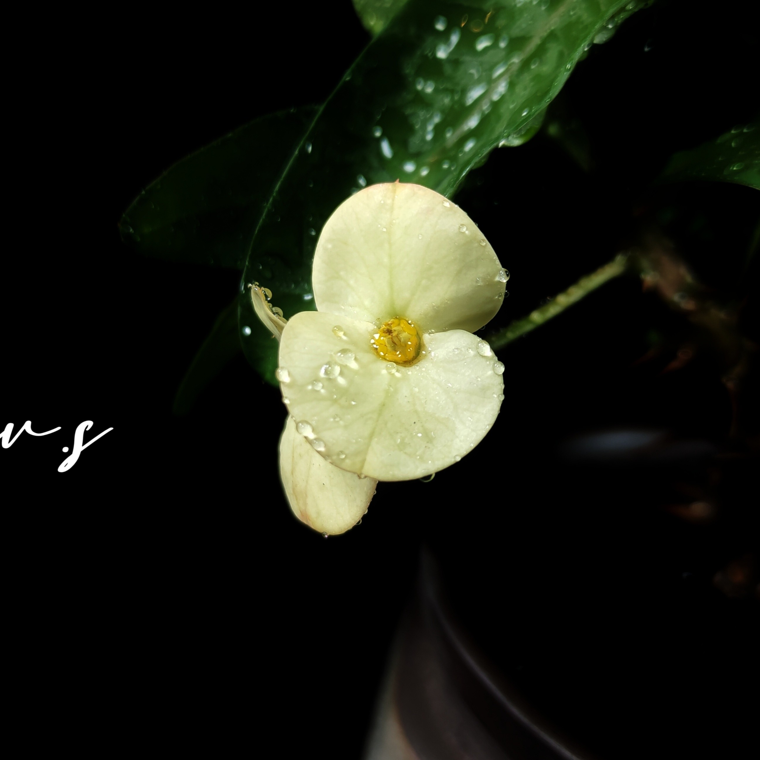 （翠玉天堂）-全年开花多肉植物大戟科虎刺梅【小白君の多肉王国】