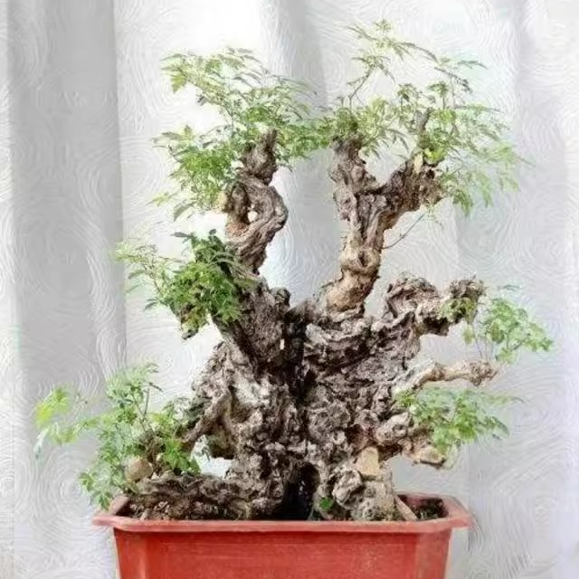 黄荆树桩舍利镂空疙瘩老桩盆景素材练手易活直播间卖货一物一拍