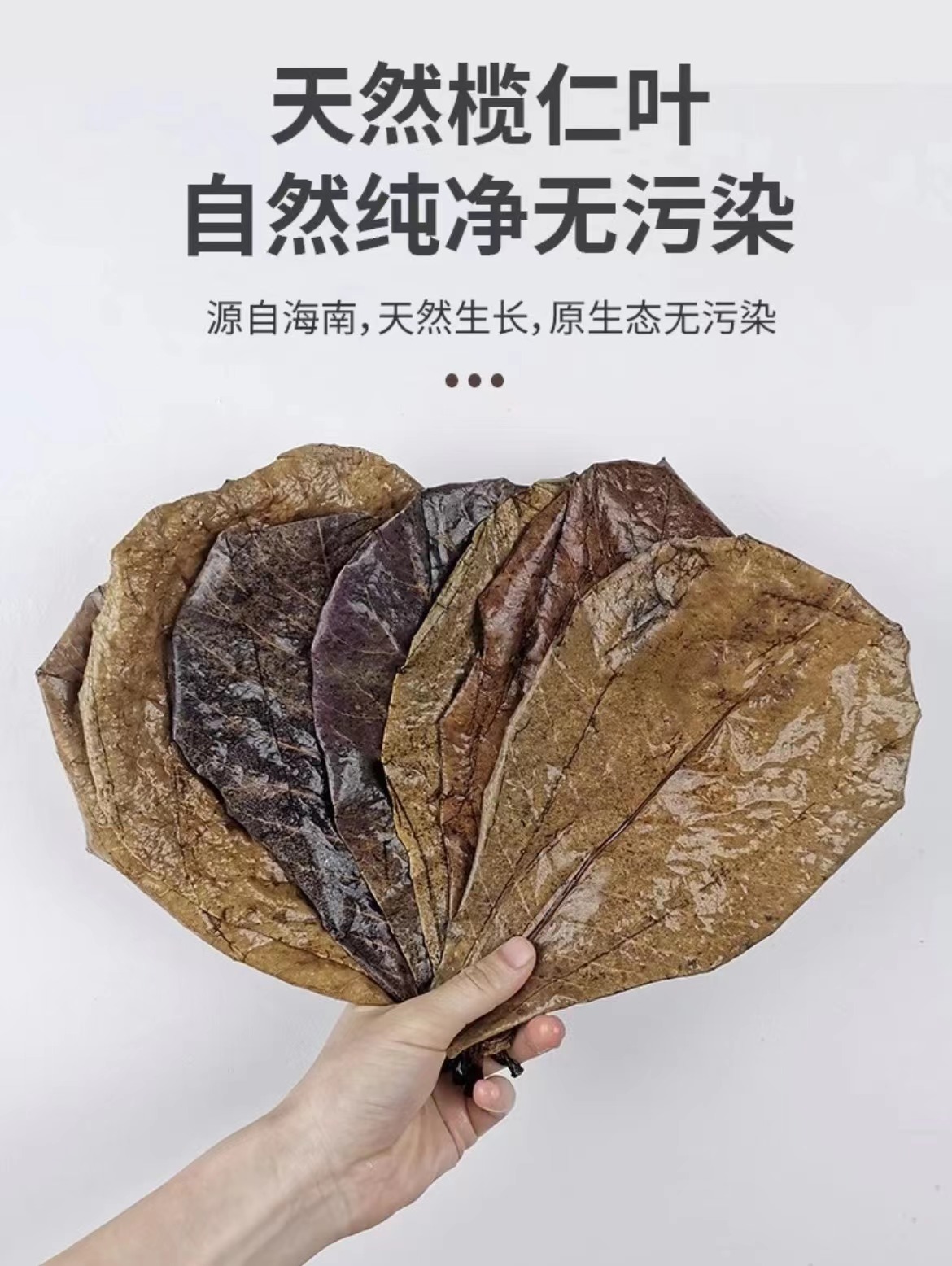 榄仁叶降酸调节Ph值水族榄人叶斗鱼乌龟稳定水质改善酸性养鱼抑菌