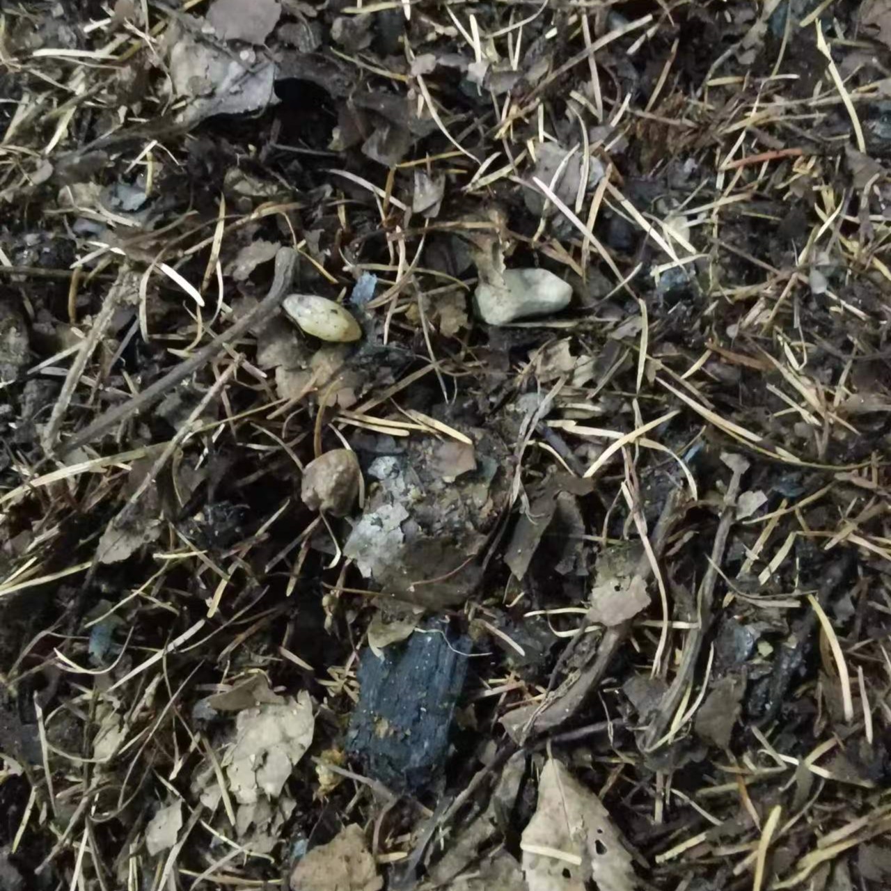 腐叶土 君子兰腐叶土