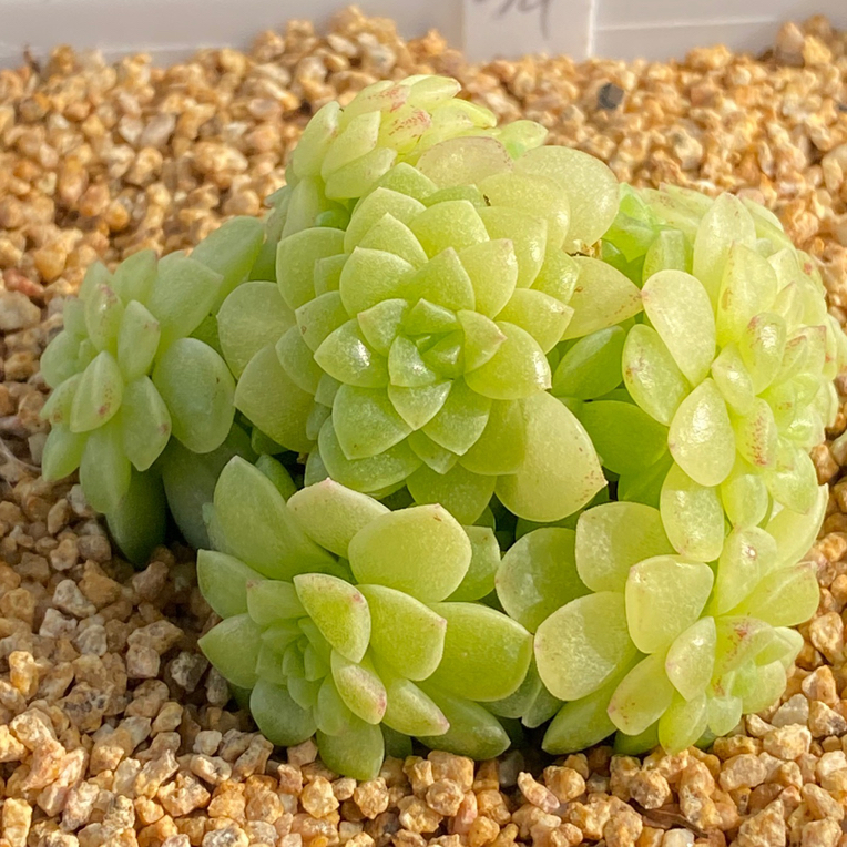 优选框拍多肉12颗 3号