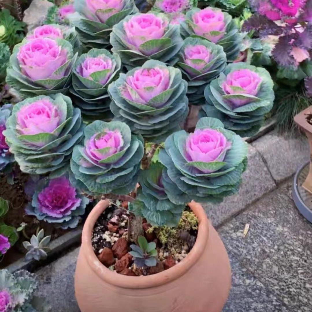 一物一拍，羽衣甘蓝精品老桩 打木架包邮发货