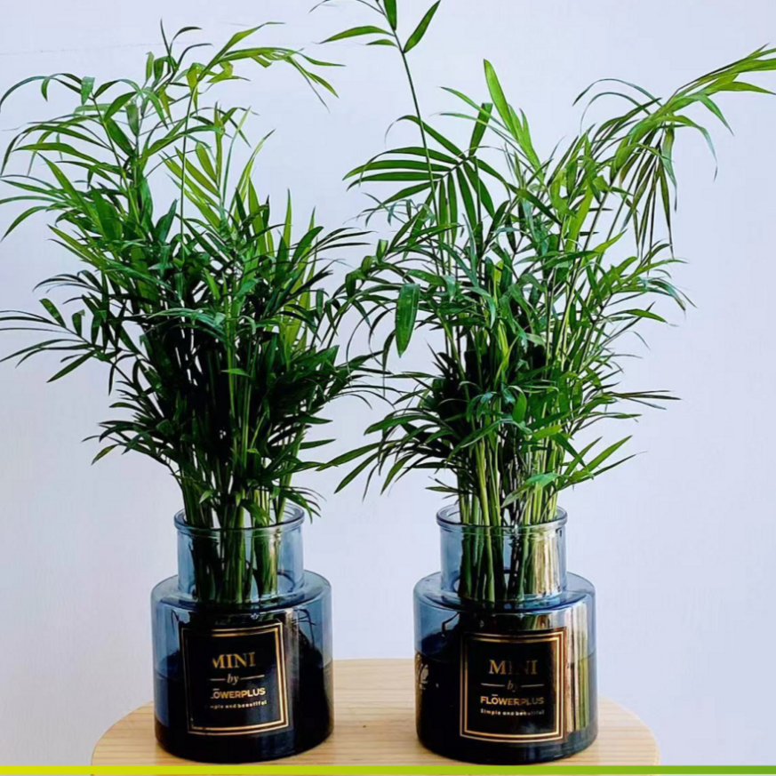 袖珍椰子水培绿植花卉盆栽客厅室内观叶植物好养活四季常青
