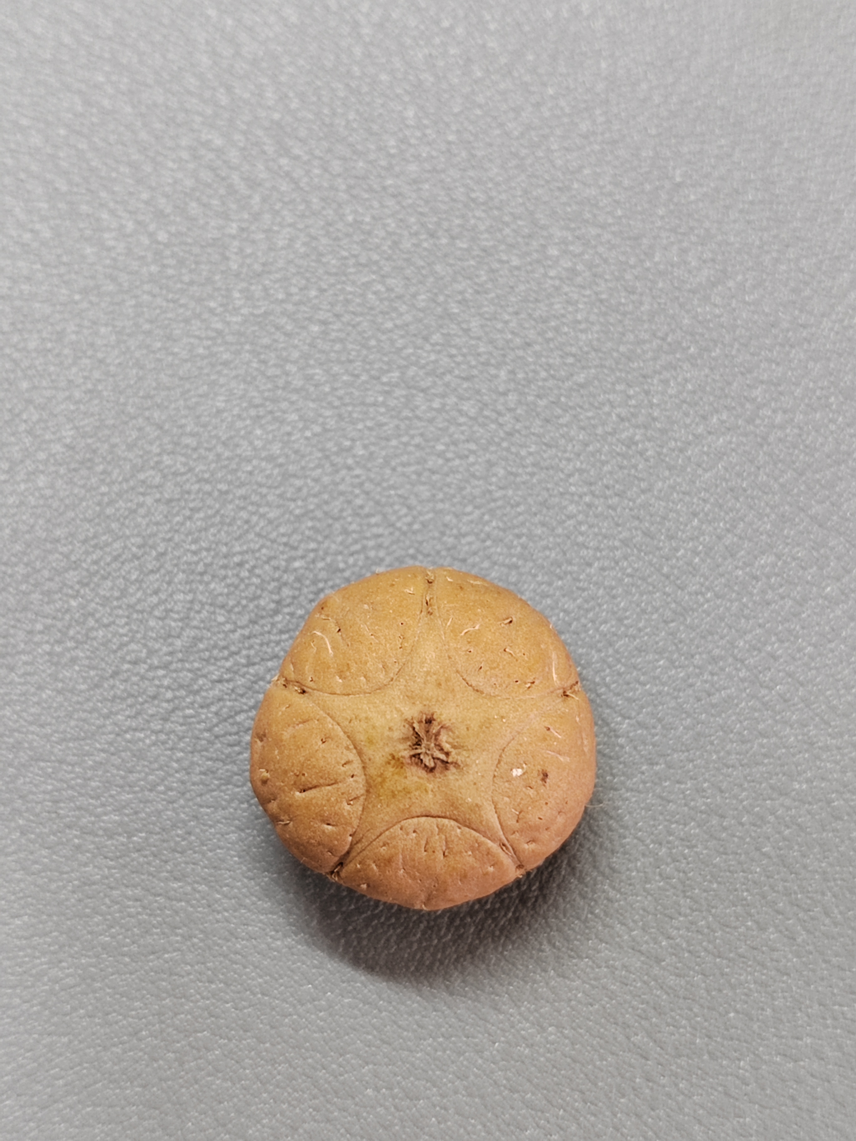 【WF519018】24年新籽直径19mm厚14mm五星单颗尼泊尔凤眼菩提