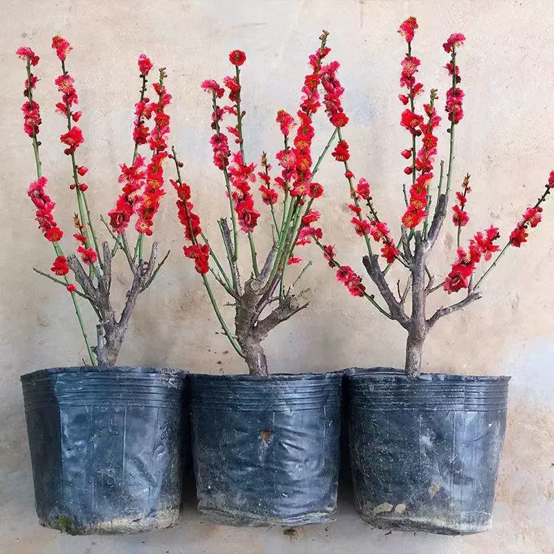 梅花盆栽老桩红梅腊梅盆景树苗花卉耐寒植物室内阳台庭院四季花卉