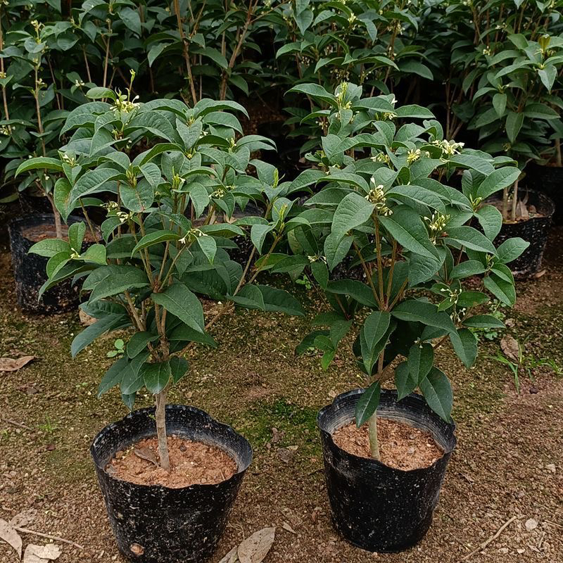 桂花树苗盆栽  可食用四季开花浓香型阳台庭院客厅四季桂花树