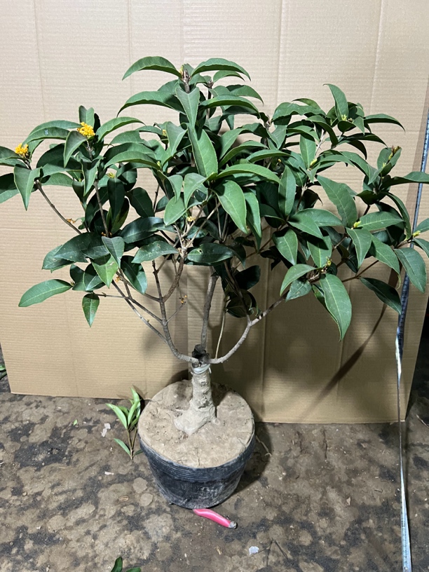天香台阁嫁接苗，四季桂四季开花红天香