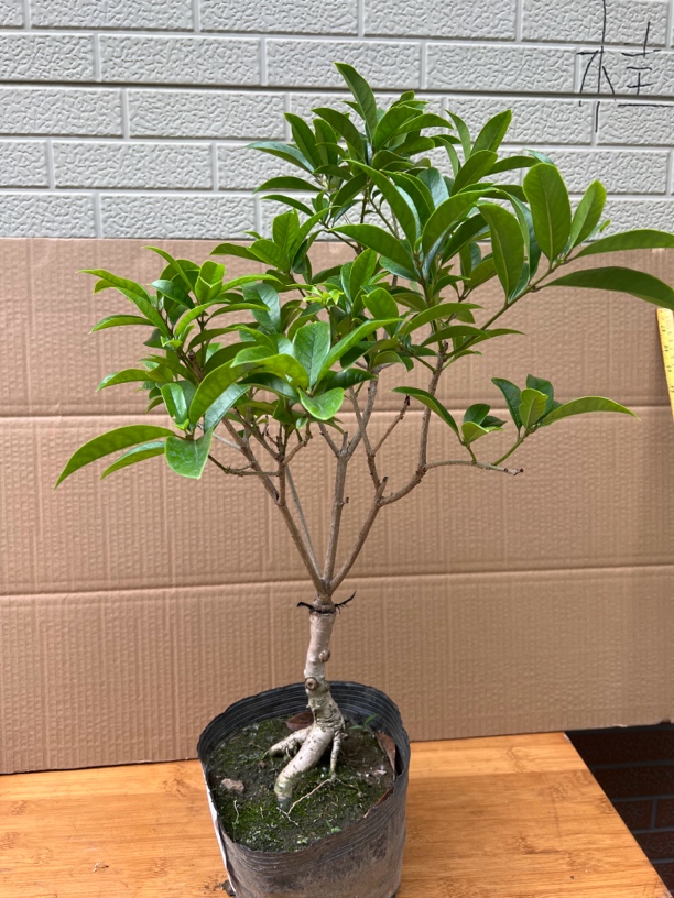 靠接苗八月丹桂开花橙红色靠接三年苗一物一拍丹桂
