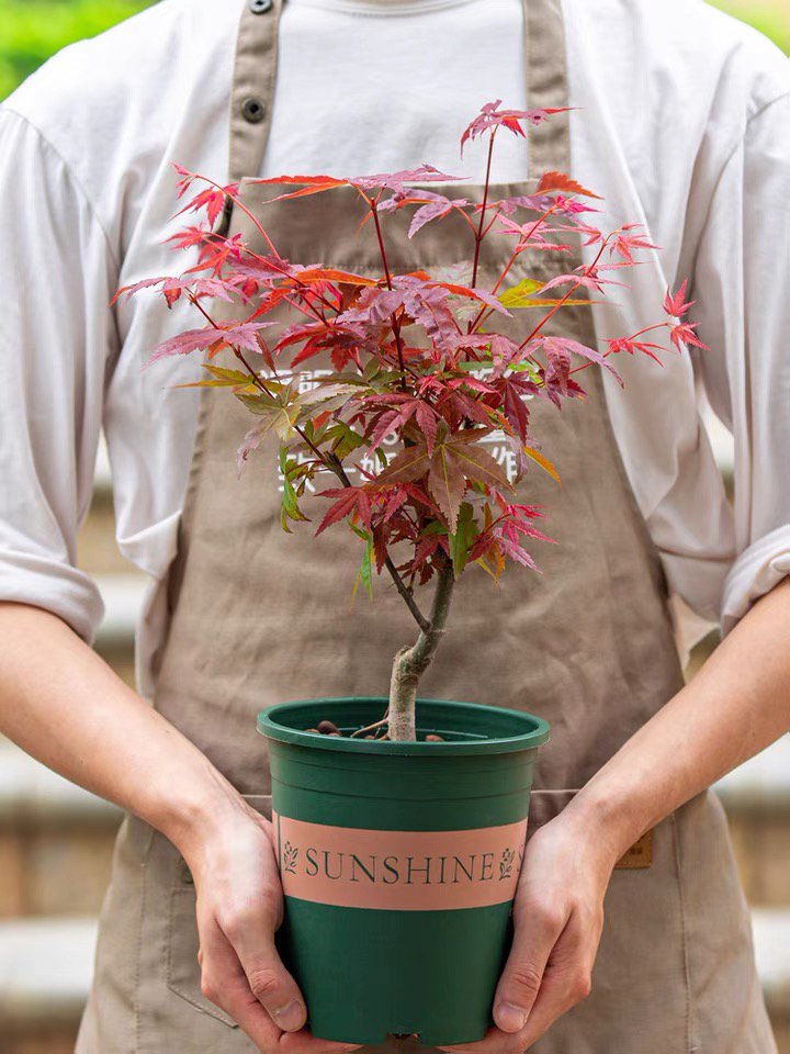 日本红枫树盆栽庭院室内阳台好养易活红色叶子植物小盆景绿植树苗