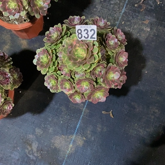 000000000832粉花妖