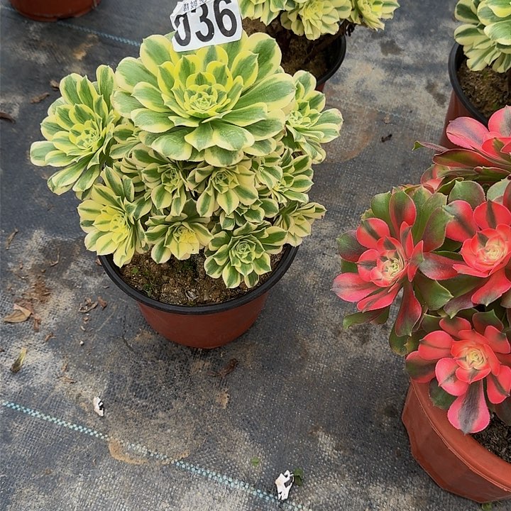 00000000000000000000036迈巴赫