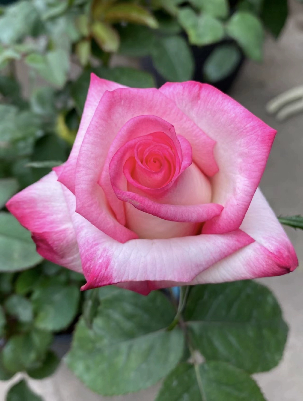 【维采花卉】新品歌莎扦插月季花苗 有香味 好养活