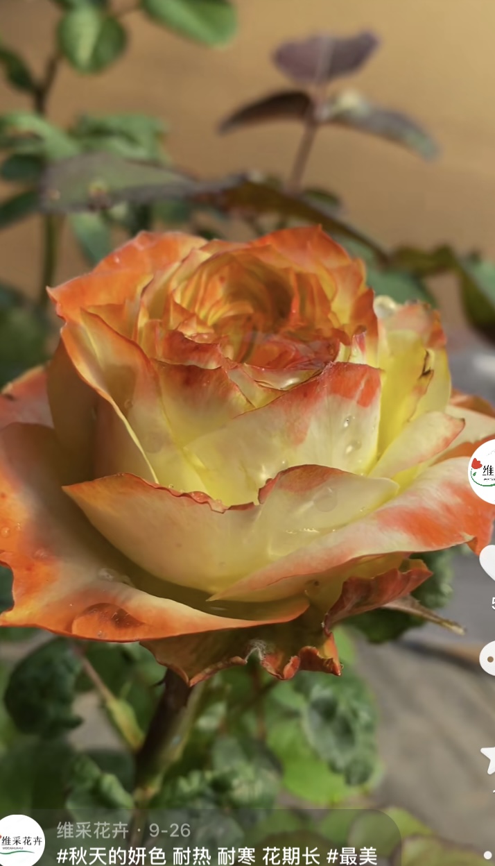 阿凡达月季花苗 耐热耐寒 花期长