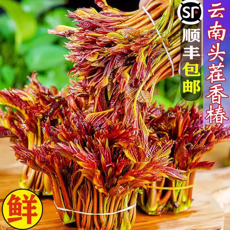 正宗云南新鲜红油香椿芽露天野外椿菜头茬现摘食用山货香椿空运