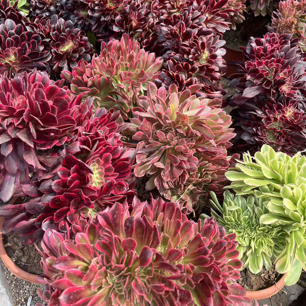 精品法师多肉一物一怕