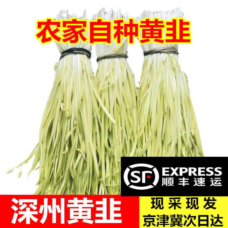 河北深州西安庄黄韭菜新鲜头茬黄韭蔬菜饺子馅现割现发顺丰直达