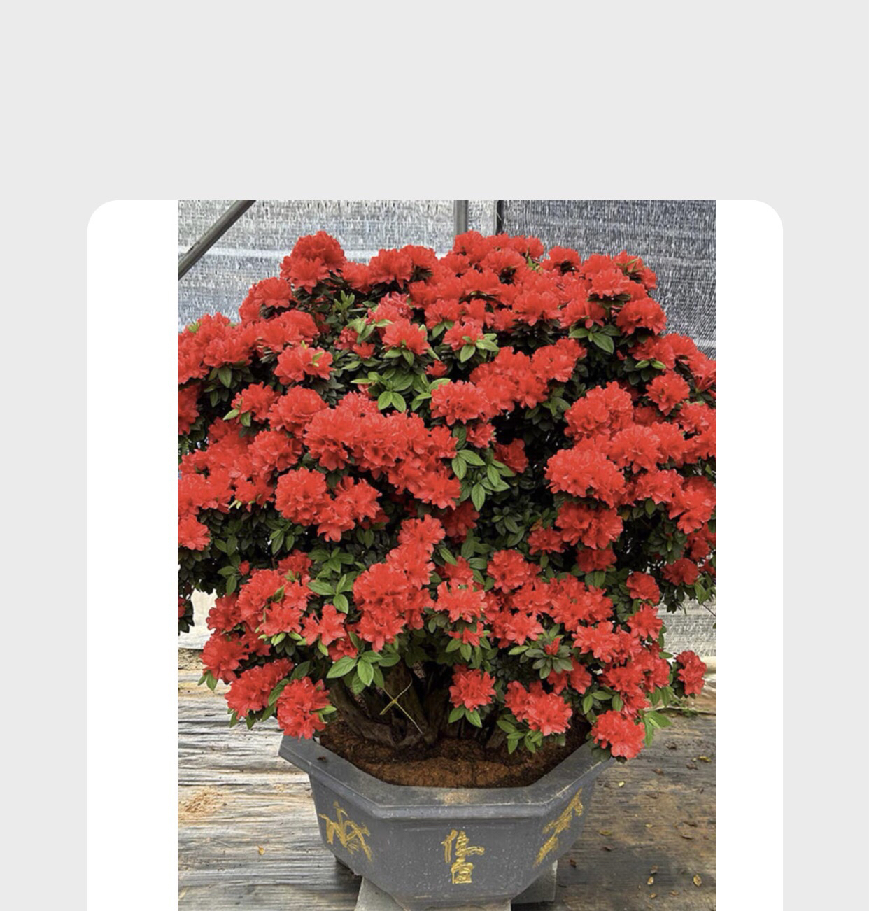 杜鹃花系列一物一拍之精品花卉