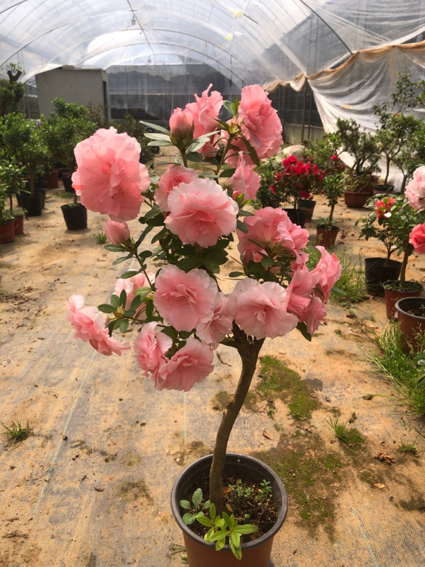 桃梅锦杜鹃花盆栽系列一物一拍易养活的稀有杜鹃
