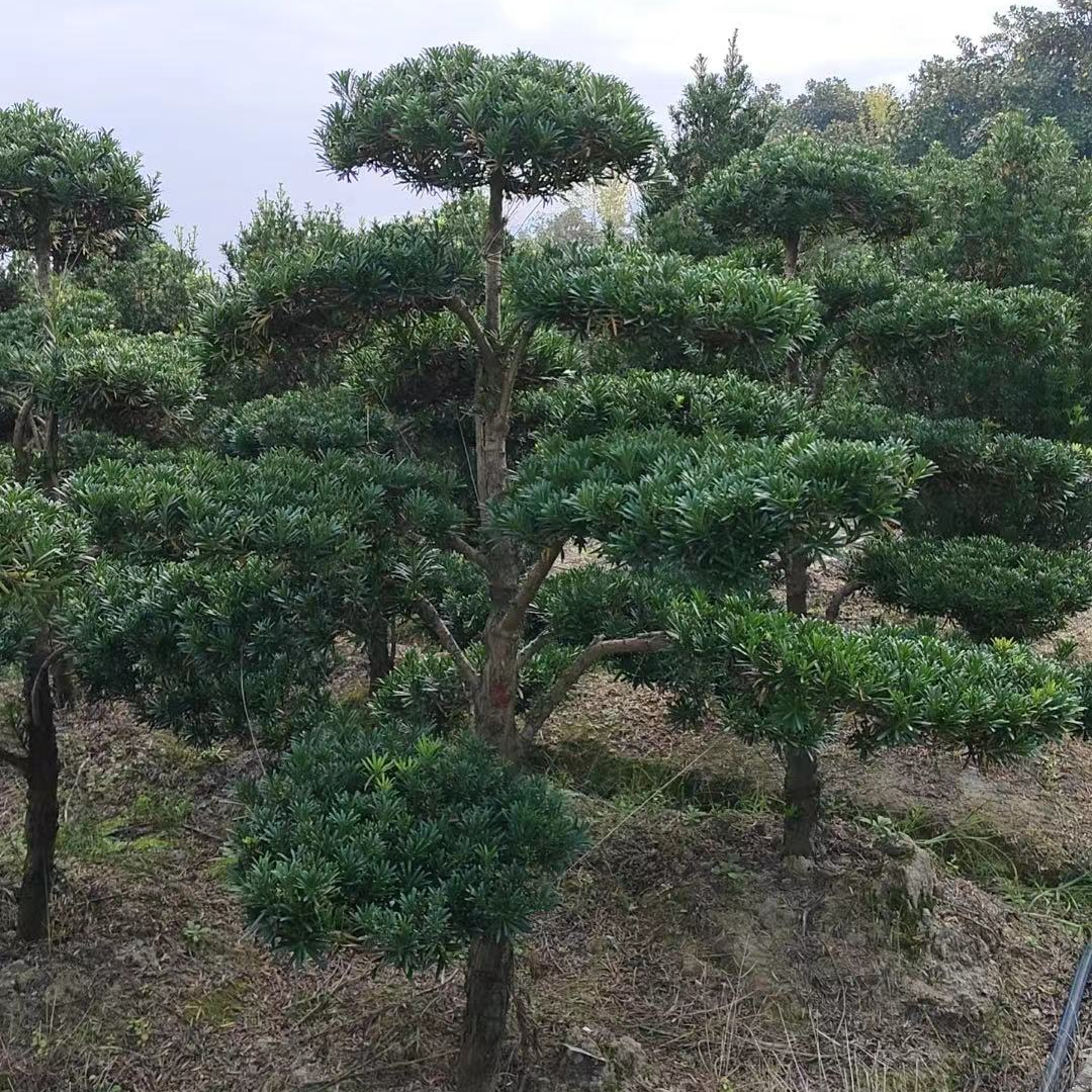 精品小叶罗汉松（场地直发）