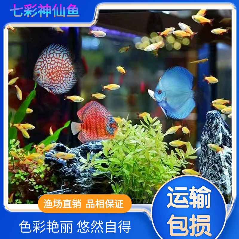 淼笙水族 七彩神仙鱼 鱼场直销 小型鱼活体混养