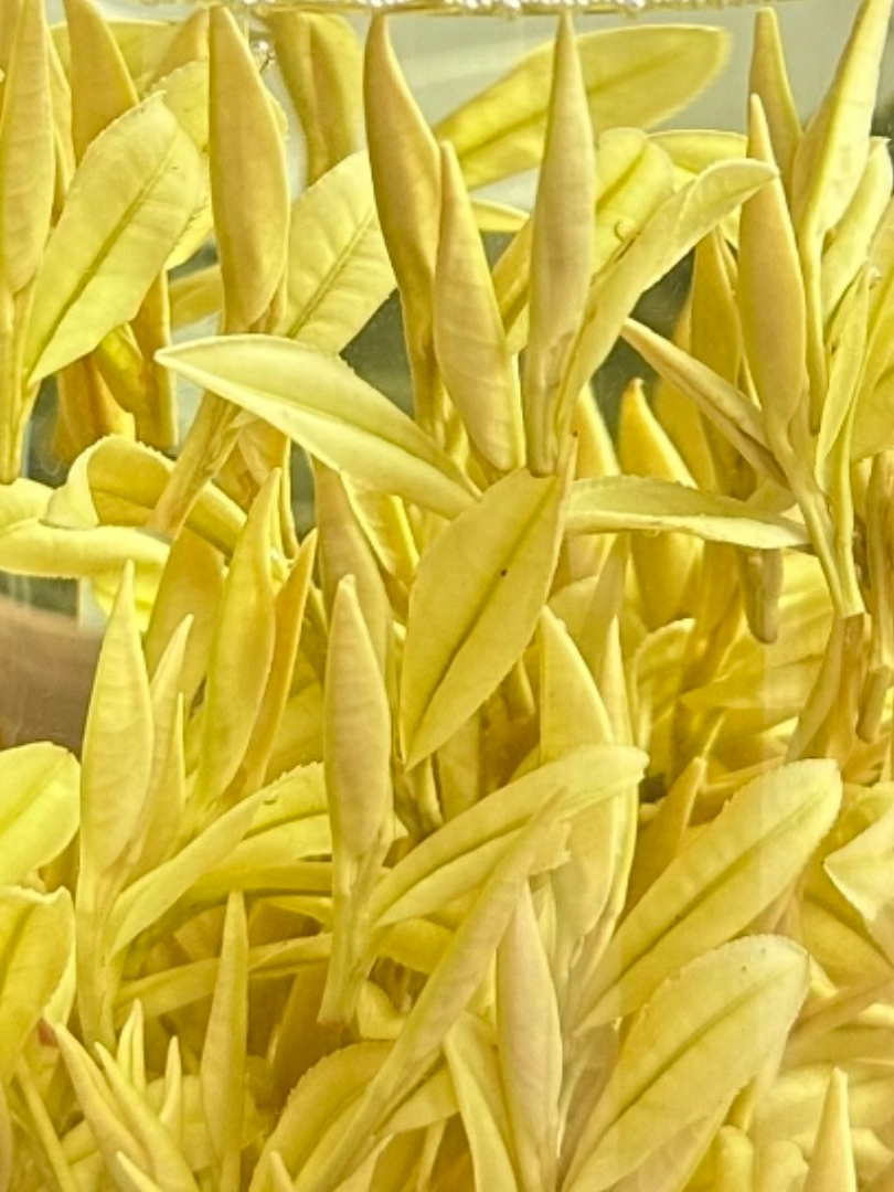 招牌昆铜明前黄金叶黄金芽2025年新茶花香高山黄金芽板栗香花香浓