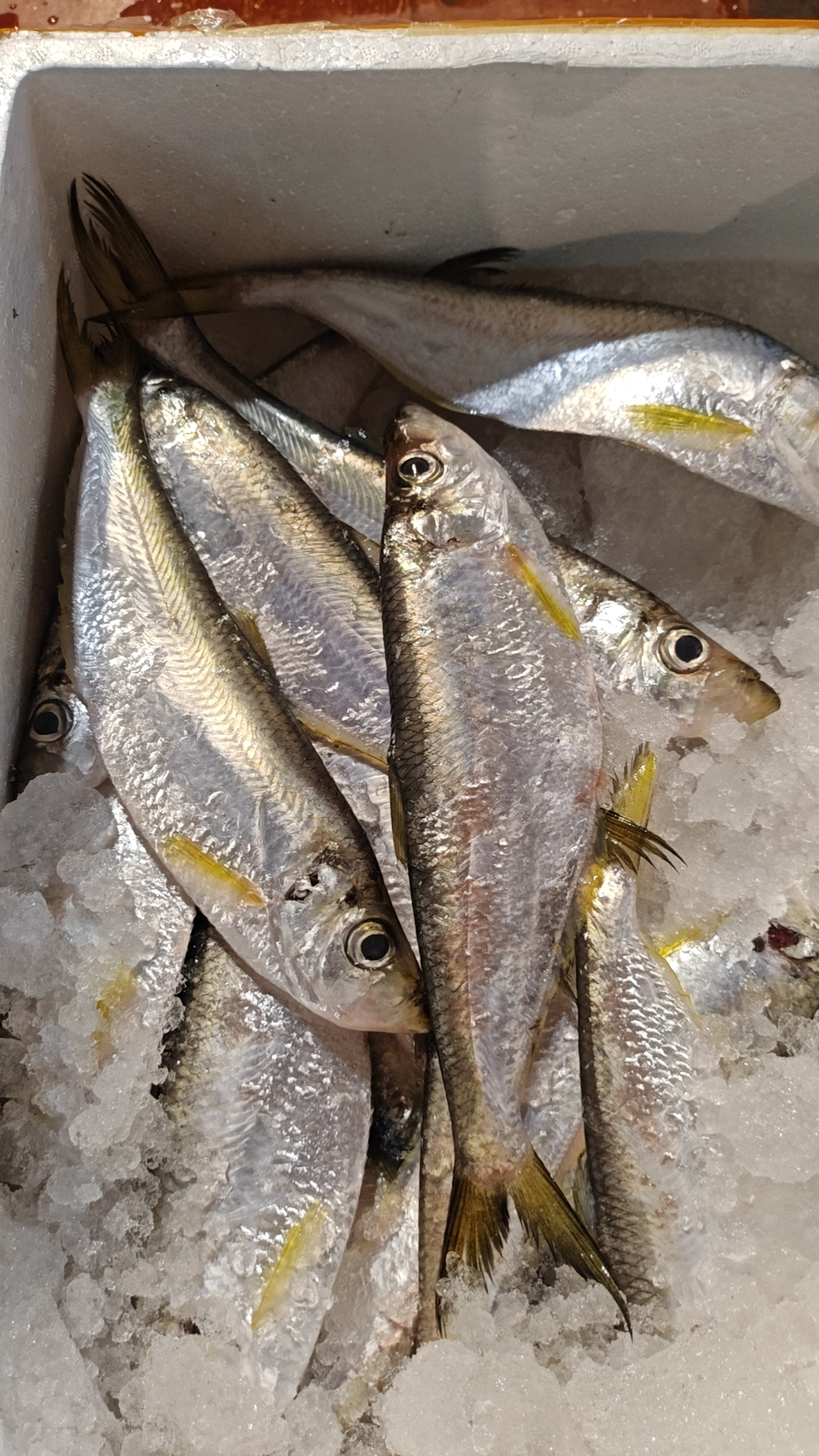 湛江本港新鲜海捕  白力鱼  曹白鱼 （小刺多） 5斤   顺丰发货