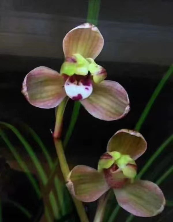 洱源莲瓣兰品质兰花