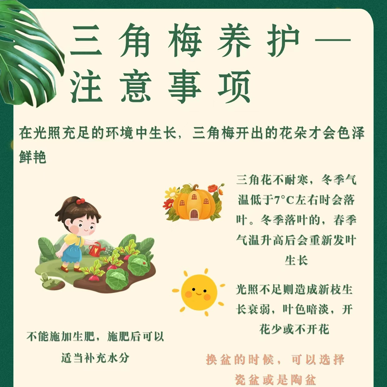 一物一拍三角梅爬藤盆栽阳台庭院扦插绿植花卉四季开花基地直发