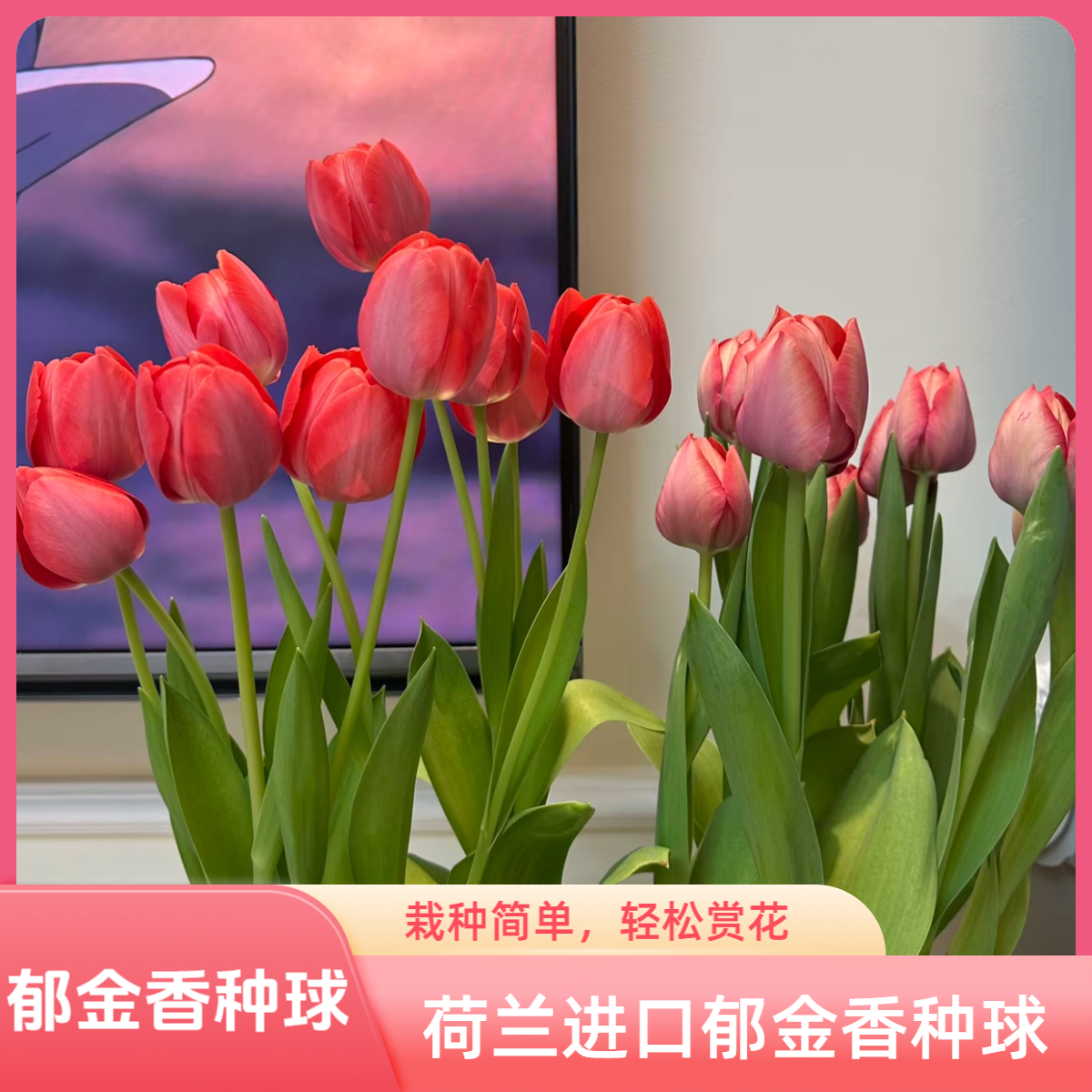郁金香花种郁金香花水培荷兰进口5度球多色郁金香种球种子水培