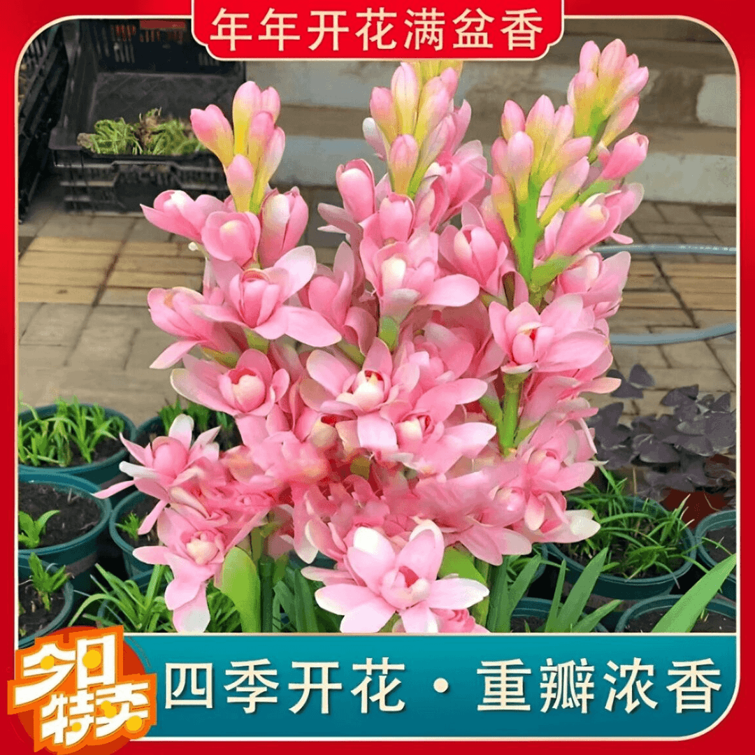 八-十芽!【晚香玉大种球】重瓣晚香玉四季开花多年生盆栽种球浓香花