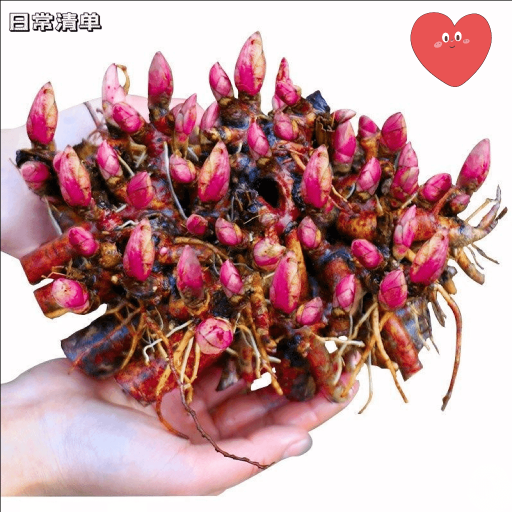 重瓣【特价】芍药球根带芽耐寒大芍药花种盆栽地栽庭院为